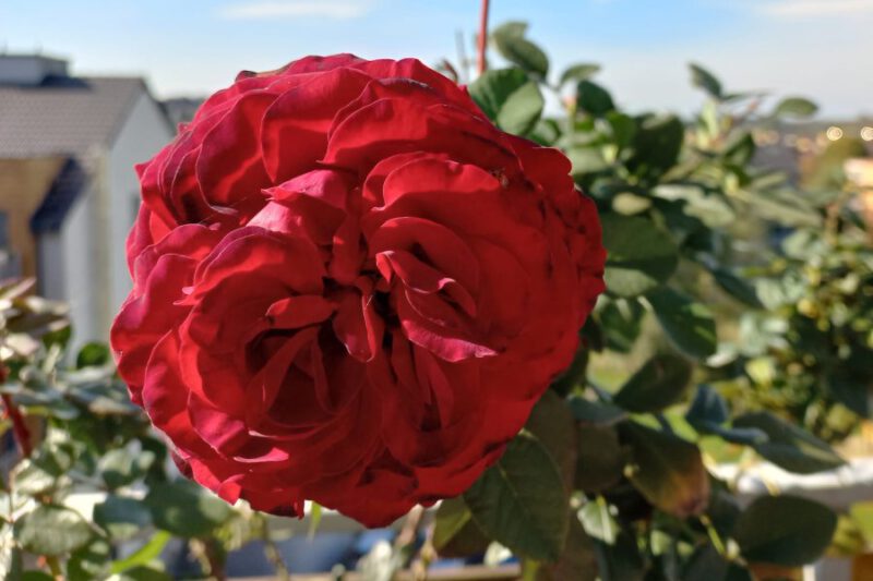 szkółka róż Hyżowie - najlepsze sadzonki